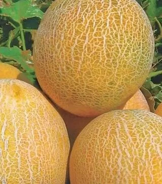 Семена дыни Амалик F1, п.е. 1 тыс. семян (United Genetiks)