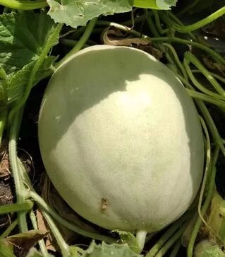 Семена дыни Анук F1 (INX 1063), п.е. 1 тыс. семян (Innova Seeds)