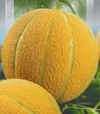 Насіння дині Бест Джамбо (Ефіопка), 500 г (Hortus)