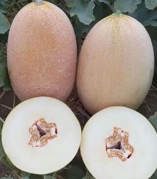 Семена дыни Эми F1 (INX 1037), п.е. 1 тыс. семян (Innova Seeds)