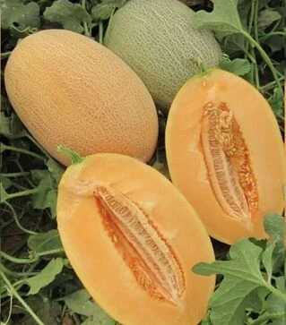 Семена дыни Карьера F1, п.е. 1 тыс. семян (Nunhems)