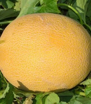 Насіння дині М 21 F1, п.о. 1 тис. насінин (Libra Seeds)