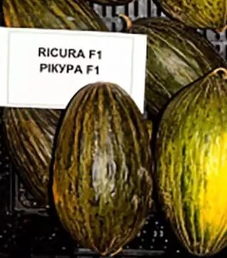 Семена дыни Рикура F1, п.е. 1 тыс. семян (Rijk Zwaan)