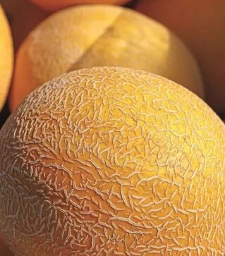 Насіння дині Сара F1 (INX 1231), п.о. 1 тис. насінин (Innova Seeds)