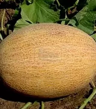 Семена дыни ТС 18-1020 F1, п.е. 500 семян (Solare Sementi)