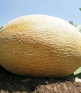 Насіння дині Амал F1, п.о. 5 тис. насінин (Clause)