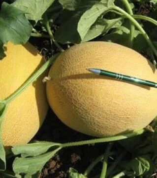 Семена дыни Мейрон F1, п.е. 500 семян (Hazera)