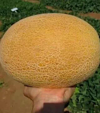 Семена дыни Милан F1, п.е. 1000 семян (Clause)