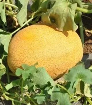 Семена дыни Нево F1, п.е. 5 тыс семян (Hazera)