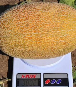 Насіння дині Мазін F1, п.о. 5 тис насінин (Clause)