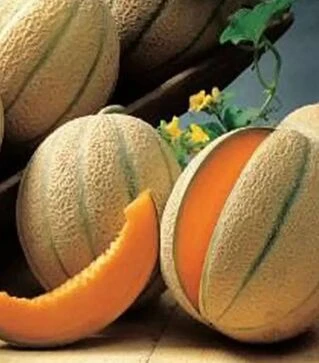 Насіння дині Бари F1, п.о. 100 насінин (Sakata)