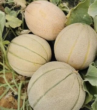 Семена дыни Каро F1 (INX 1244), п.е. 1 тыс. семян (Innova Seeds)