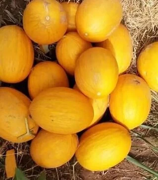 Семена дыни Каррера F1, п.е. 500 семян (Spark Seeds)