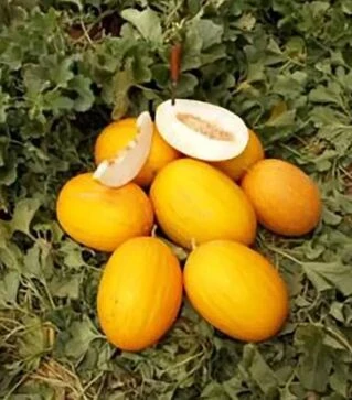 Семена дыни Каррера F1, п.е. 500 семян (Spark Seeds)