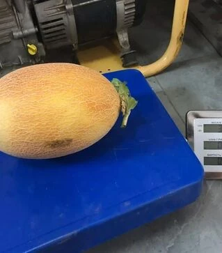 Семена дыни Марадона F1, п.е. 1 тыс. семян (Clause)