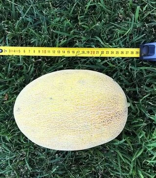 Семена дыни Дейра F1, п.е. 500 семян (Enza Zaden)