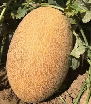 Семена дыни Дейра F1, п.е. 500 семян (Enza Zaden)