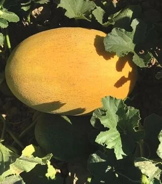 Семена дыни Дейра F1, п.е. 500 семян (Enza Zaden)