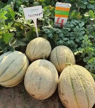 Семена дыни Талисман F1, п.е. 1 тыс. семян (Sakata)
