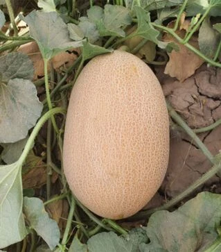 Насіння дині ES 25157 F1, п.о. 100 насінин (Ergon Seed)