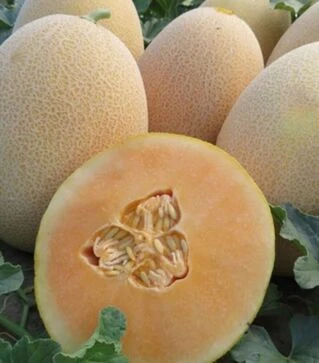 Семена дыни Алиша (ИНХ 1077) F1, п.о. 100 семян (Innova Seeds)