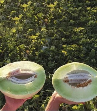 Семена дыни Анук (ИНХ 1063) F1, п.о. 100 семян (Innova Seeds)