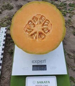 Семена дыни Бари F1, п.о. 1 тыс. семян (Sakata)