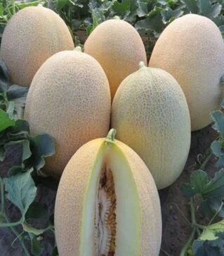 Семена дыни Дайана (ИНХ 1097) F1, п.о. 100 семян (Innova Seeds)