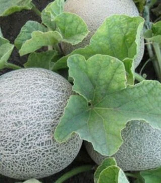 Насіння дині КС 7049 F1, п.о. 100 насінин (Kitano Seeds)