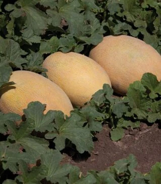 Насіння дині Кубус F1 (КС 6188 F1), п.о. 100 насінин (Kitano Seeds)