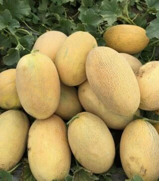 Насіння дині Сара F1, п.о. 1 тис. насінин (Heritage)