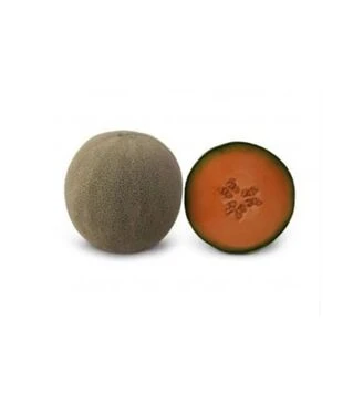 Насіння дині Севінта F1 (КС 7084 F1), п.о. 1 тис. насінин (Kitano Seeds)