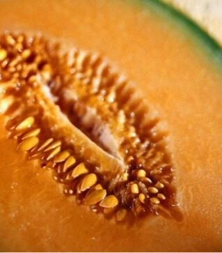 Семена дыни Талисман F1, п.о. 100 семян (Sakata)