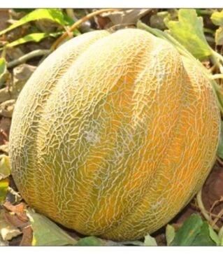 Насіння дині Танга F1, 500 г (Solare Sementi)