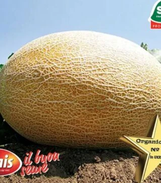 Насіння дині Ананас, 500 г (Sais)