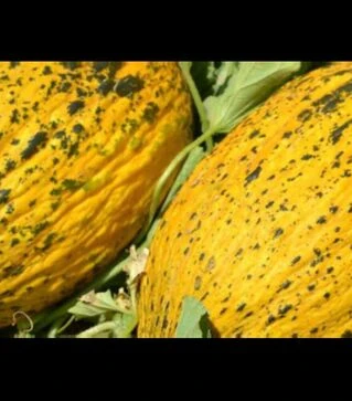 Насіння дині Аріана F1, п.о. 1 тис. насінин (Libra Seeds)