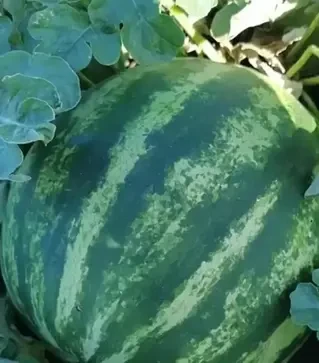 Насіння кавуна Ау Продюсер, п.о. 100 насінин (Innova Seeds)