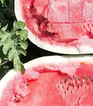 Насіння кавуна Брендон F1, п.о. 1 тис.  насінин (Libra Seeds)