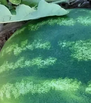 Насіння кавуна Ланкастер F1, п.о. 1 тис.  насінин (Libra Seeds)