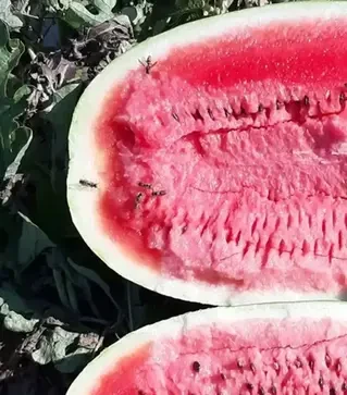 Семена арбуза Марана F1, п.е. 1 тыс. семян (Libra Seeds)