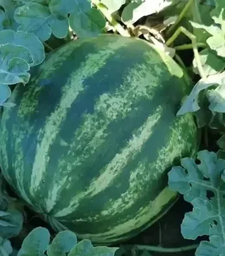 Насіння кавуна Ау Продюсер, 500 г (Innova Seeds)