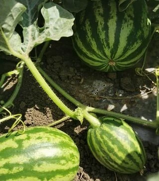 Насіння кавуна Кримсон Світ, 500 г (Innova Seeds)