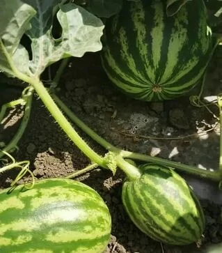 Насіння кавуна Кримсон Світ, 500 г (Innova Seeds)