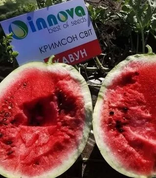 Насіння кавуна Кримсон Світ, 500 г (Innova Seeds)