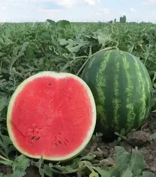 Семена арбуза Талисман F1, п.е. 1 тыс. семян (Nunhems)