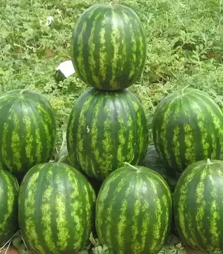 Насіння кавуна Бархан F1, п.о. 1 тис. насінин (Syngenta)