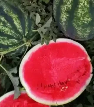 Насіння кавуна Біант F1, п.о. 1 тис. насінин (Yuksel Tohum)