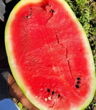 Насіння кавуна Бінго F1, п.о. 1 тис. насінин