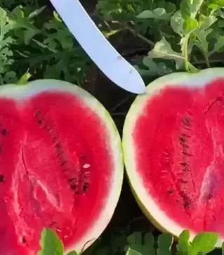 Семена арбуза Бомбейро F1, п.е. 1 тыс. семян (Hazera)