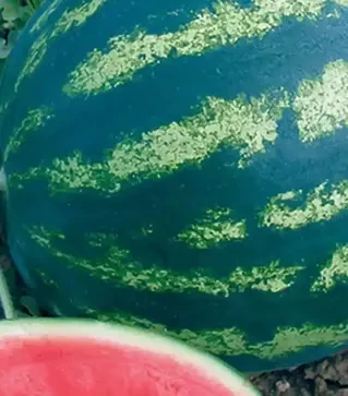 Насіння кавуна Бонта F1, п.о. 1 тис. насінин (Seminis)